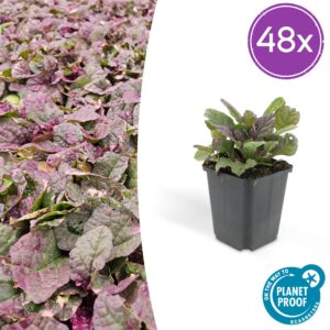 Ajuga reptans 'Burgundy Glow' | 48 stuks