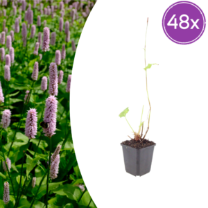 thumbnail_6000-1015.png Persicaria aff. 'Superba' | 48 stuks