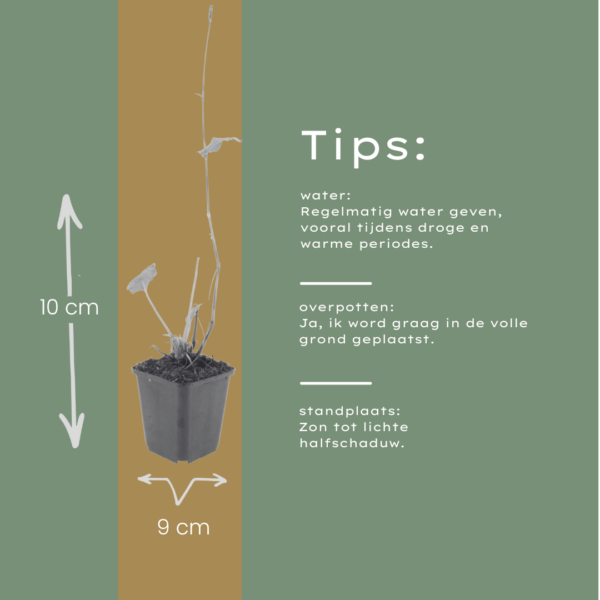 Persicaria aff. 'Superba' | 48 stuks