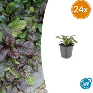 Ajuga reptans 'Catlin's Giant' | 24 stuks