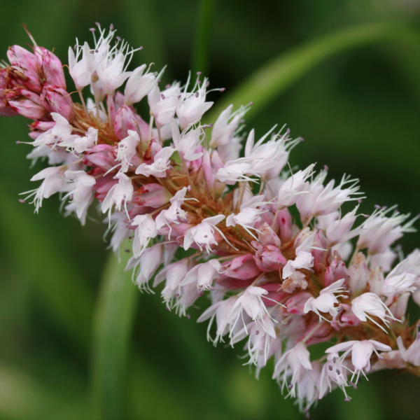 Persicaria aff. 'Superba' | 48 stuks