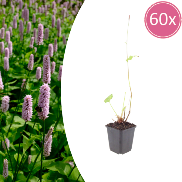 thumbnail_6000-1023.png Persicaria aff. 'Superba' | 60 stuks