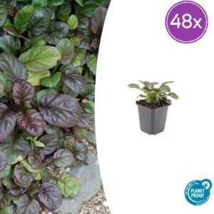 Ajuga reptans 'Catlin's Giant' | 48 stuks