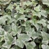 Hedera helix 'Glacier' | 24 stuks