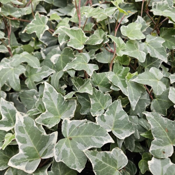 Hedera helix 'Glacier' | 24 stuks