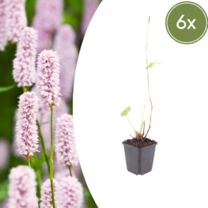 thumbnail_6000-1031.png Persicaria bistorta | 6 stuks