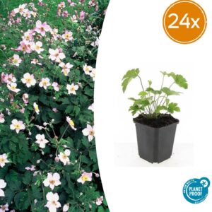 thumbnail_6000-1033.jpg Anemone tom. 'Robustissima' | 24 stuks