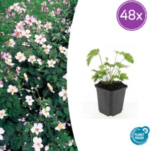 thumbnail_6000-1039.jpg Anemone tom. 'Robustissima' | 48 stuks
