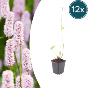 thumbnail_6000-1039.png Persicaria bistorta | 12 stuks