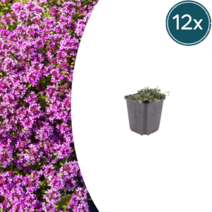 thumbnail_6000-104.png Thymus praecox 'Coccineus' | 12 stuks