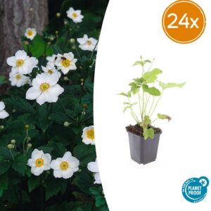 Anemone hyb. 'Honorine Jobert' | 24 stuks