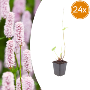 thumbnail_6000-1047.png Persicaria bistorta | 24 stuks