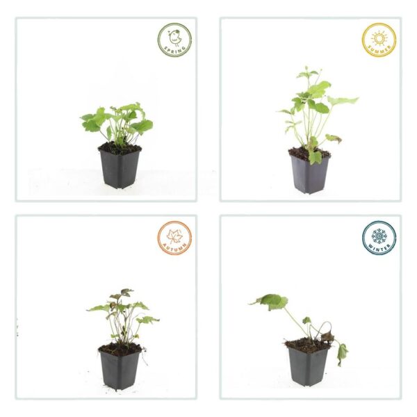 Anemone hyb. 'Honorine Jobert' | 24 stuks