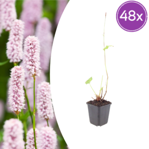 thumbnail_6000-1055.png Persicaria bistorta | 48 stuks