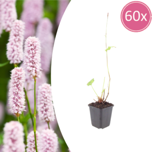 thumbnail_6000-1063.png Persicaria bistorta | 60 stuks