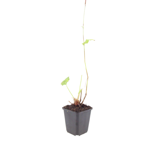 Persicaria bistorta | 60 stuks