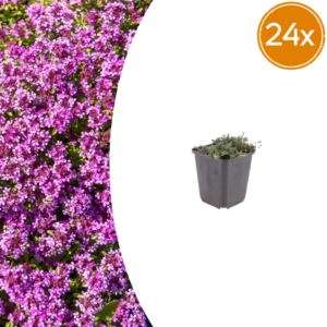 thumbnail_6000-107.png Thymus praecox 'Coccineus' | 24 stuks