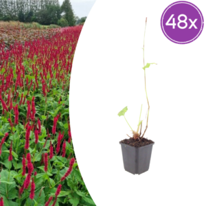 thumbnail_6000-1071.png Persicaria a. 'Blackfield' | 48 stuks