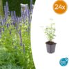 Agastache 'Black Adder' | 24 stuks