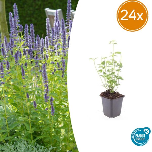 Agastache 'Black Adder' | 24 stuks