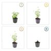 Agastache 'Black Adder' | 24 stuks