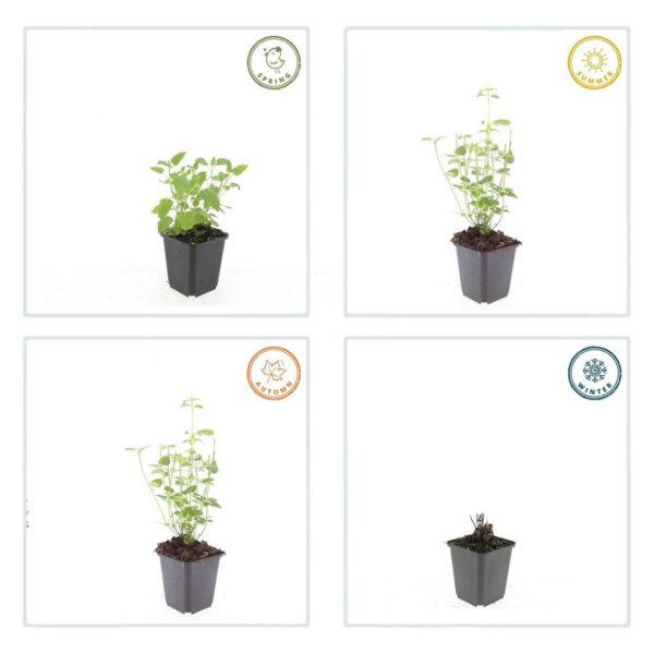 Agastache 'Black Adder' | 24 stuks