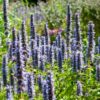 Agastache 'Black Adder' | 24 stuks