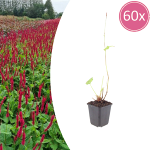 thumbnail_6000-1079.png Persicaria a. 'Blackfield' | 60 stuks