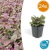 Ajuga reptans 'Burgundy Glow' | 24 stuks