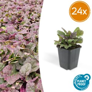 Ajuga reptans 'Burgundy Glow' | 24 stuks