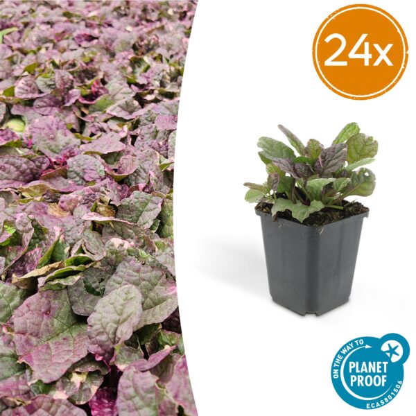 Ajuga reptans 'Burgundy Glow' | 24 stuks