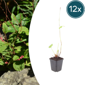 thumbnail_6000-1087.png Persicaria a. 'Speciosa' | 12 stuks