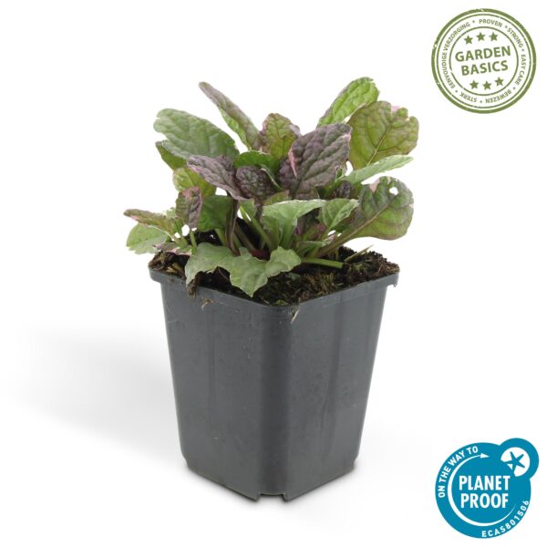 Ajuga reptans 'Burgundy Glow' | 24 stuks