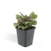 Ajuga reptans 'Burgundy Glow' | 24 stuks