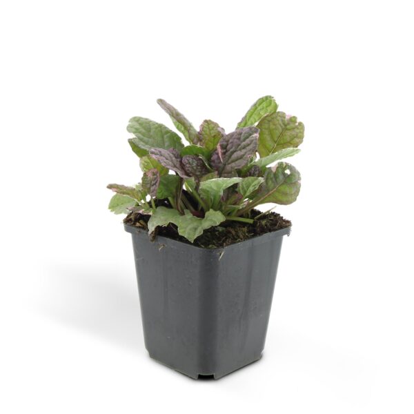 Ajuga reptans 'Burgundy Glow' | 24 stuks