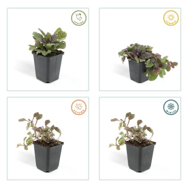 Ajuga reptans 'Burgundy Glow' | 24 stuks