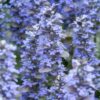 Ajuga reptans 'Burgundy Glow' | 24 stuks