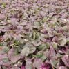 Ajuga reptans 'Burgundy Glow' | 24 stuks