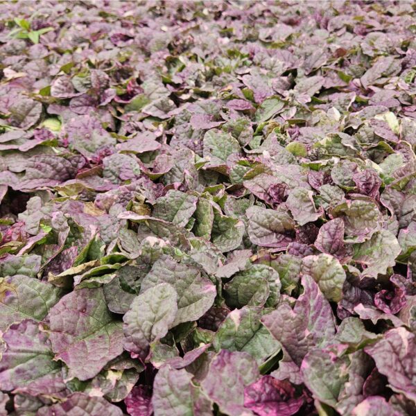 Ajuga reptans 'Burgundy Glow' | 24 stuks