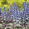 Ajuga reptans 'Burgundy Glow' | 24 stuks