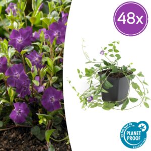 Vinca minor 'Atropurpurea', | 48 stuks
