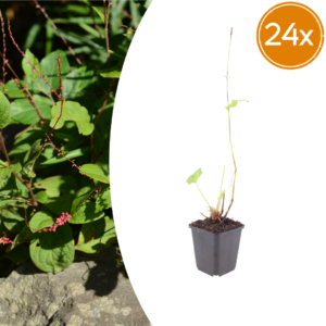 thumbnail_6000-1094.png Persicaria a. 'Speciosa' | 24 stuks