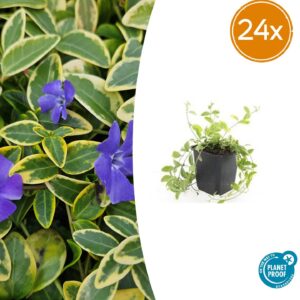 thumbnail_6000-11.jpg Vinca minor 'Aureovariegata' | 24 stuks
