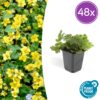 Waldsteinia ternata | 48 stuks