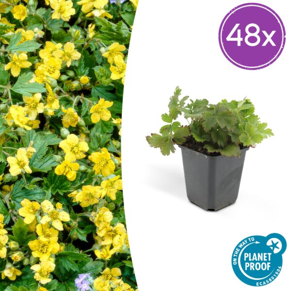 Waldsteinia ternata | 48 stuks