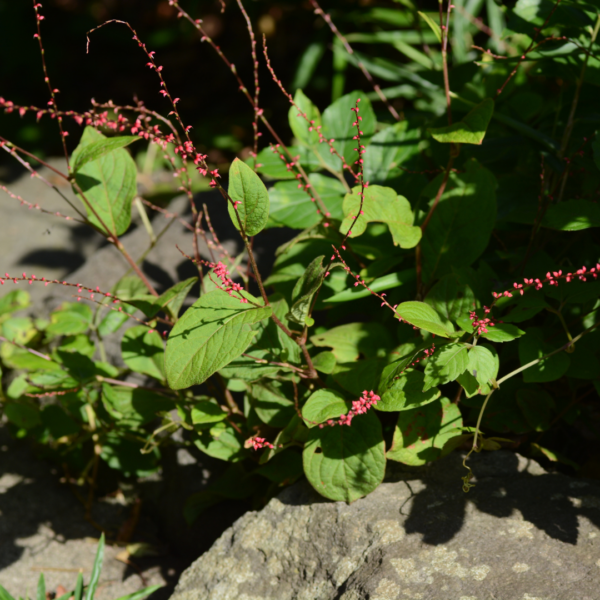 Persicaria a. 'Speciosa' | 48 stuks