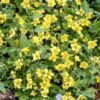 Waldsteinia ternata | 48 stuks