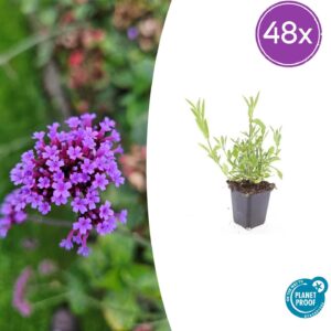 Verbena bonariensis | 48 stuks