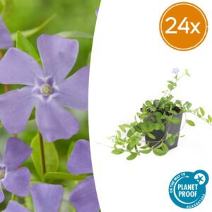 Vinca minor | 24 stuks