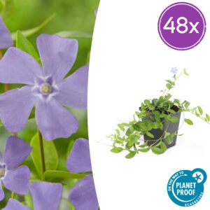 Vinca minor | 48 stuks